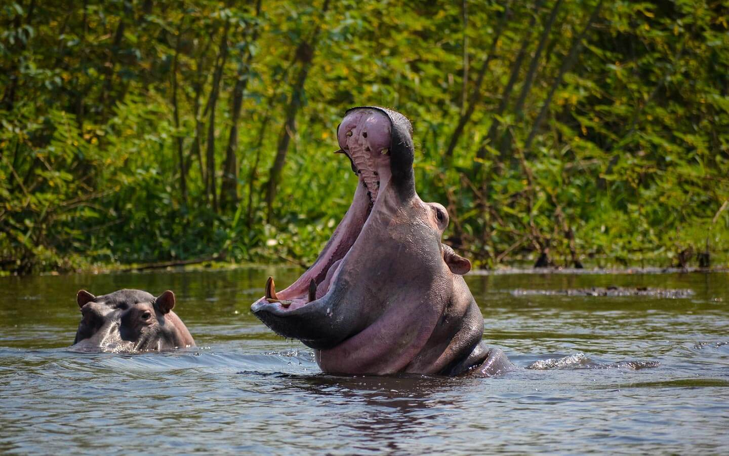 murchison-falls-uganda-boat-views