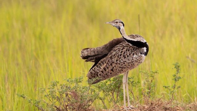 murchison-falls-black-bellied-bustard--1024x640