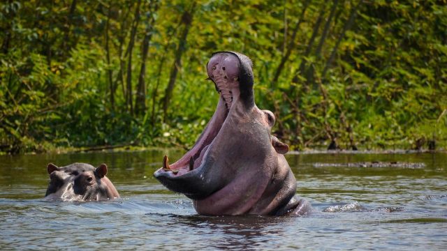 murchison-falls-uganda-boat-views