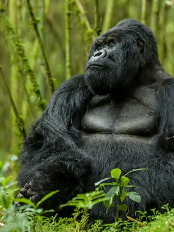 rwanda-richard-denyer-sabyinyo-guhonda