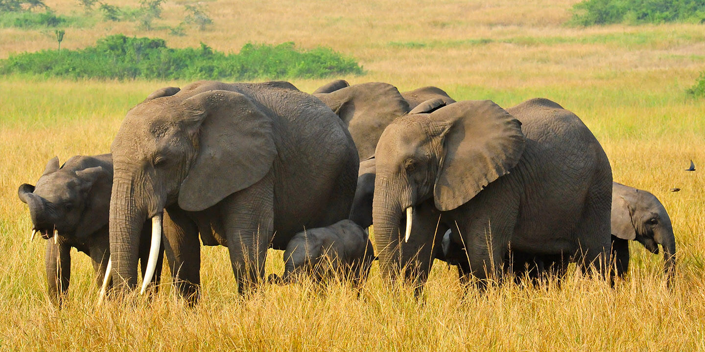 4 Days Northern Circuit Wildlife Safari
