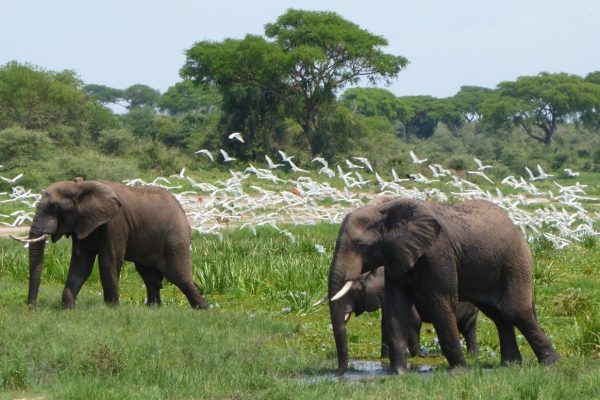 8 Days Safari Murchison Kibale and Semliki 8 Days Safari Murchison Kibale and Semliki