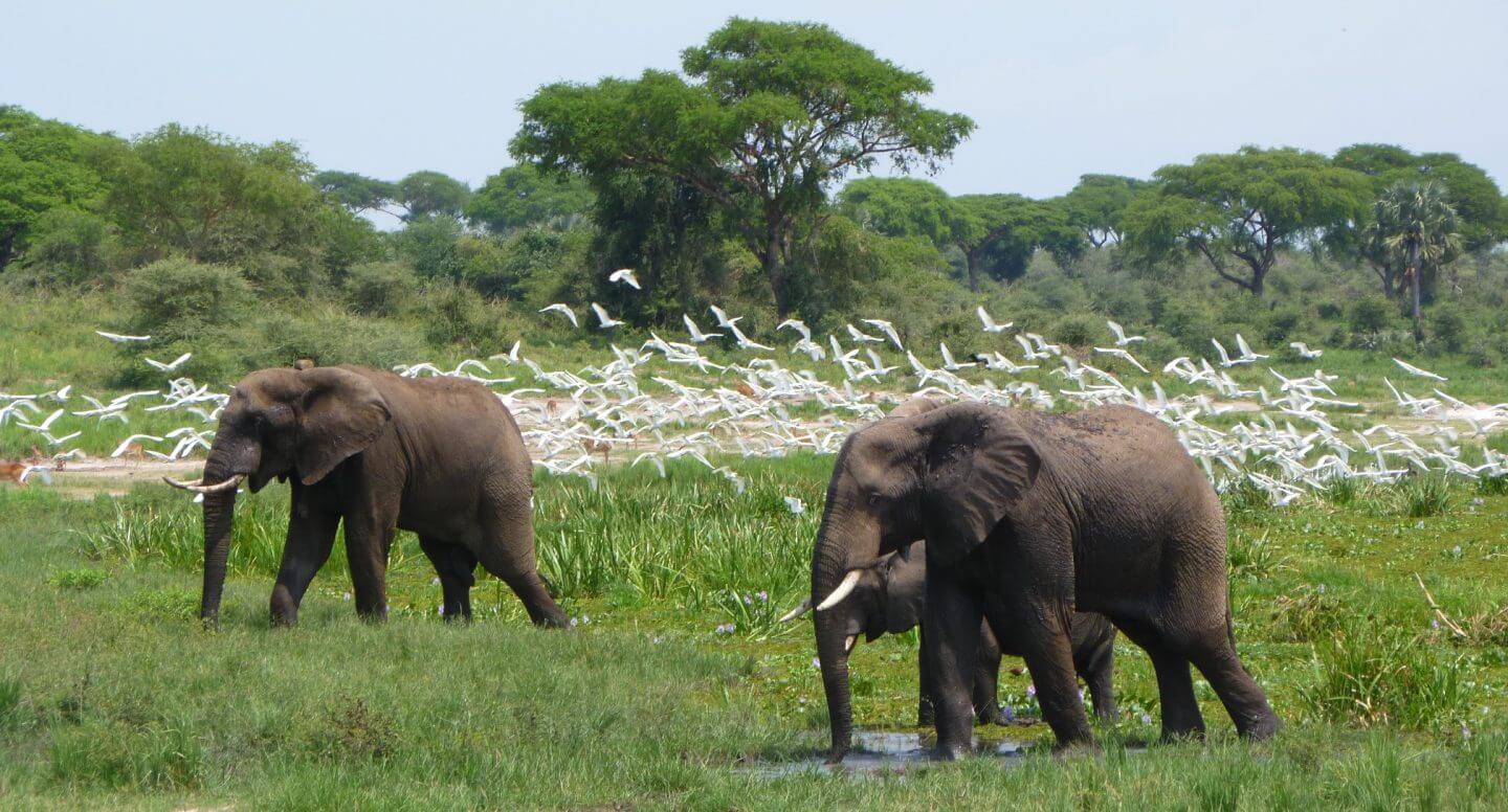 8 Days Safari Murchison Kibale and Semliki