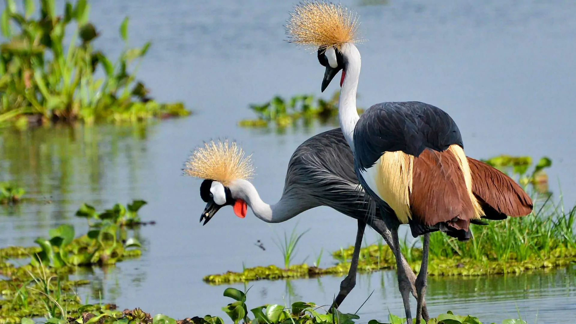 4 Days Bird Watching Safari to Murchison Fall