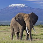 Kenya Wildlife Safaris