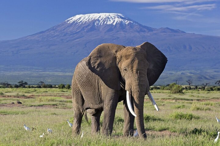 Kenya Wildlife Safaris