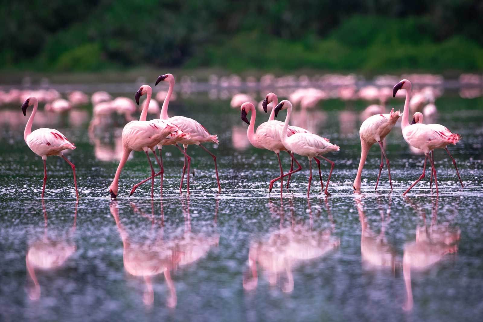 Kenya Birding Safaris