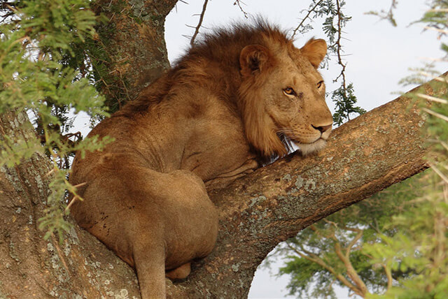 3 Days Chimpanzees and Wildlife Safari