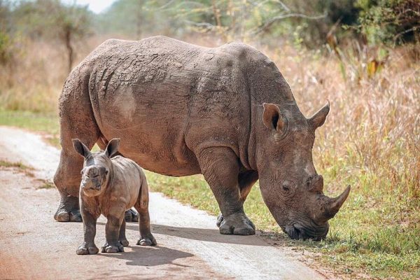 A-family-portrait-at-Ziwa-Rhino-Sanctuary-IG-corsicaroundtheworld-Uganda-Rhino-Safari 8 Day Kenya Massai Mara Safari