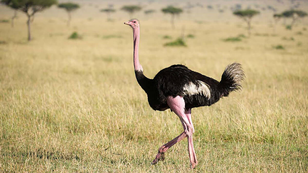 Uganda Bird Watching Safari