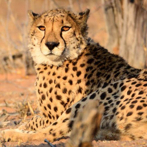 Tanzania Wildlife Safaris