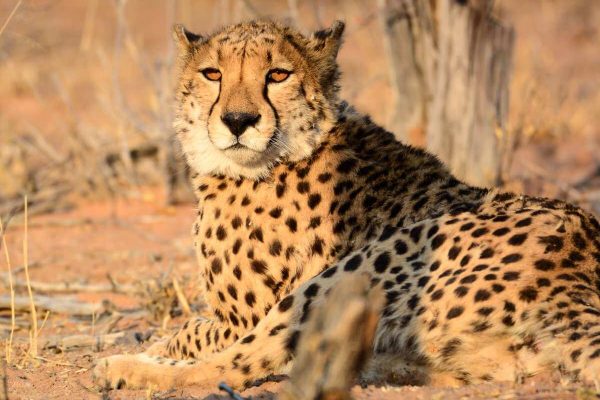 Tanzania Wildlife Safaris