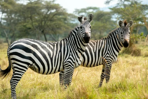 Grants_zebras_in_Lake_Mburo_National_Park,Uganda