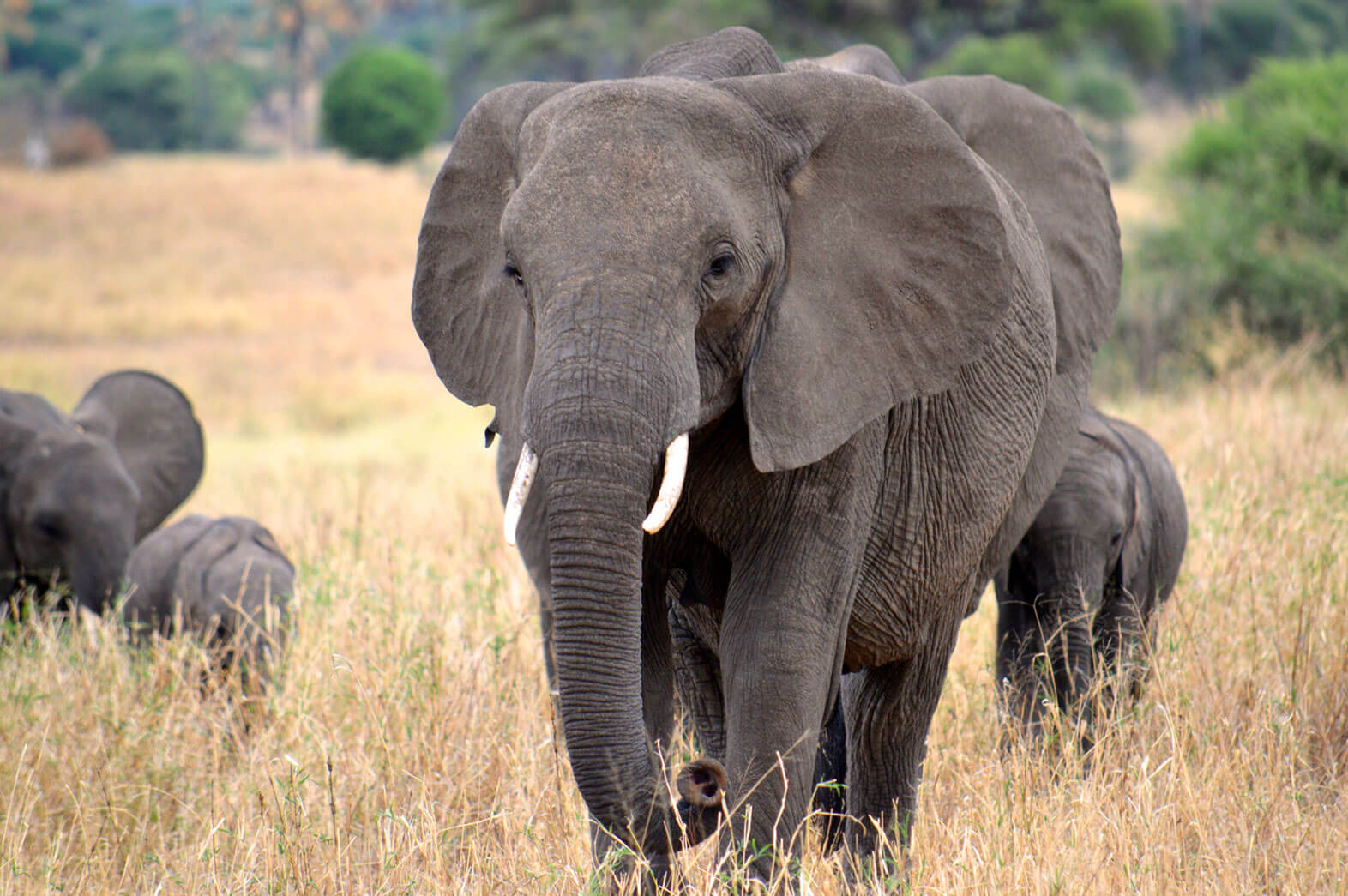 Africa Safari Adventures