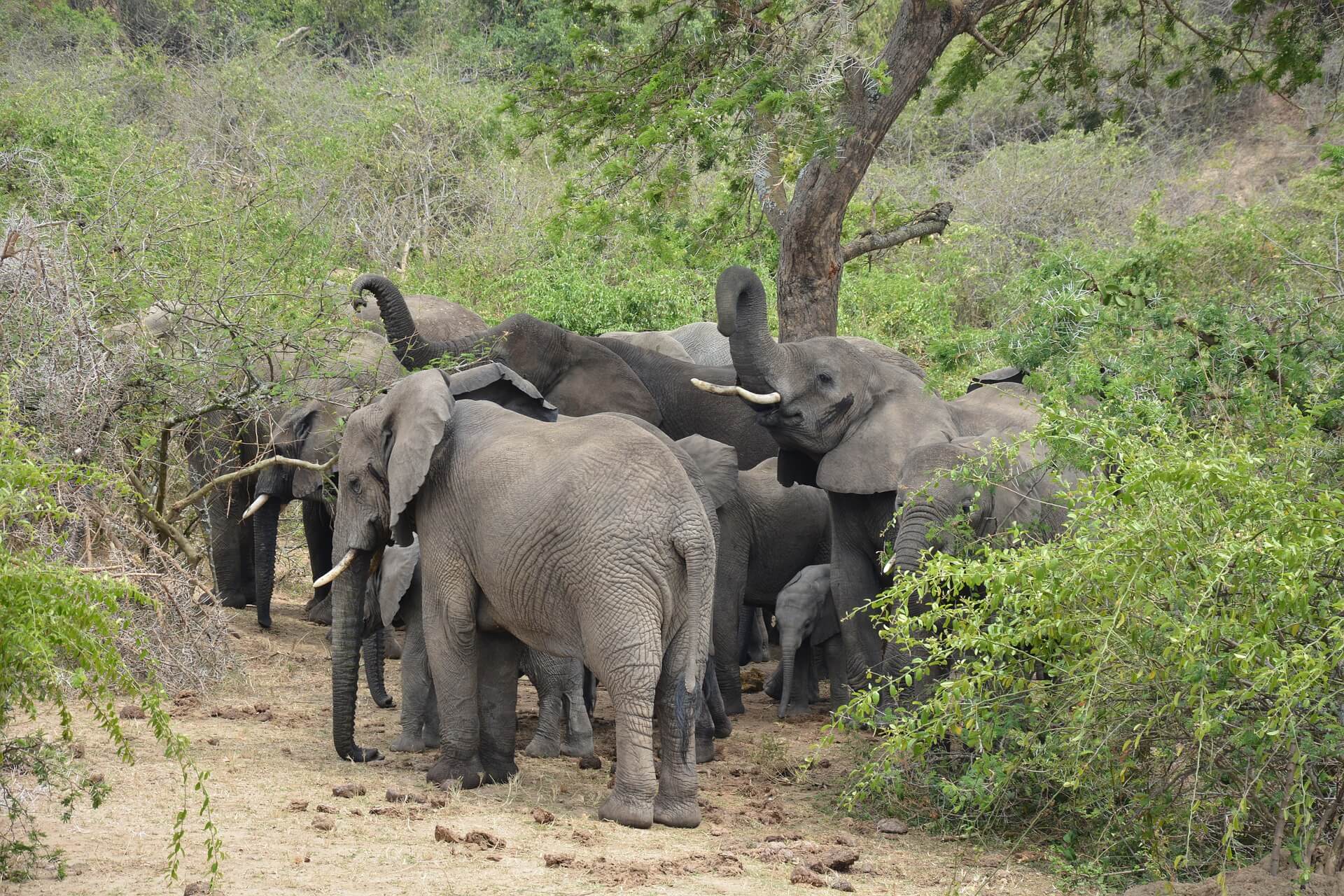 Kenya National Parks