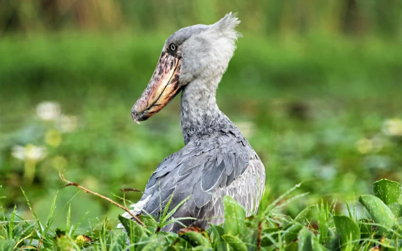 Mabamba Bay Wetland
