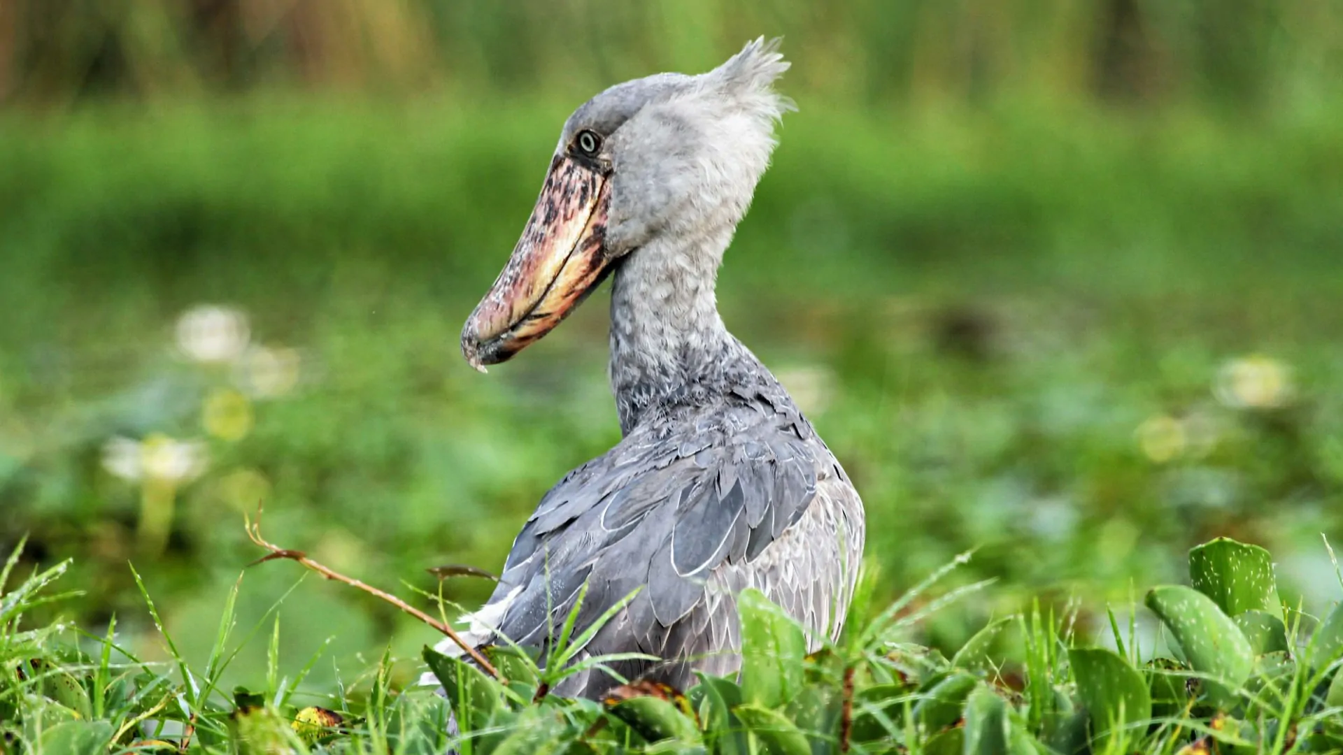 Mabamba Bay Wetland