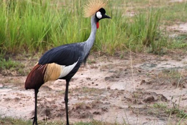 The-Crested-Crane-is-the-national-bird-of-Uganda-and-features-on-the-flag.