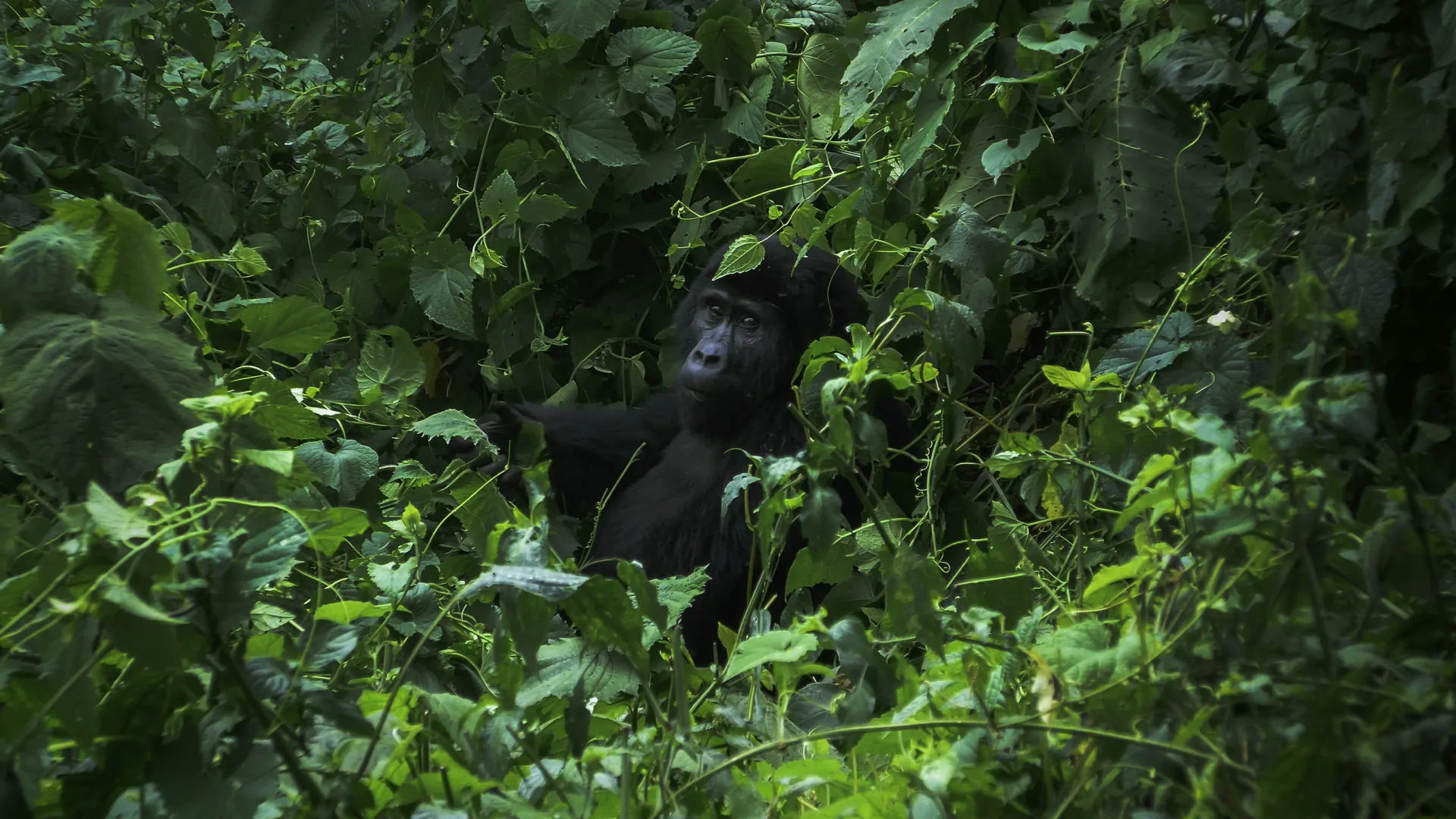 Gorilla & Queen Elizabeth Safari