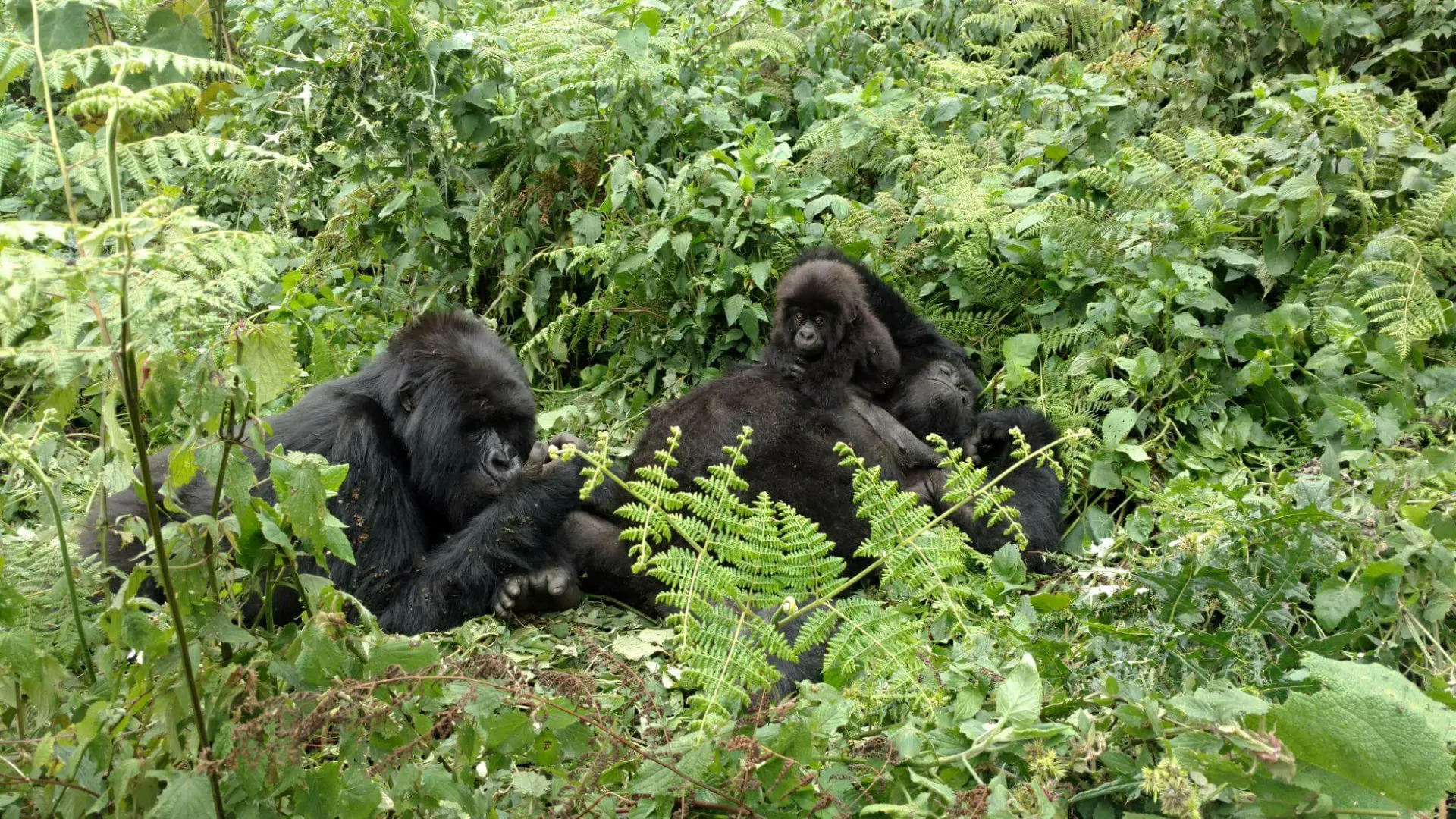Gorillas in Bwindi