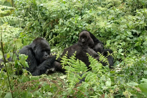 Gorilla Habituation & Lake Bunyonyi