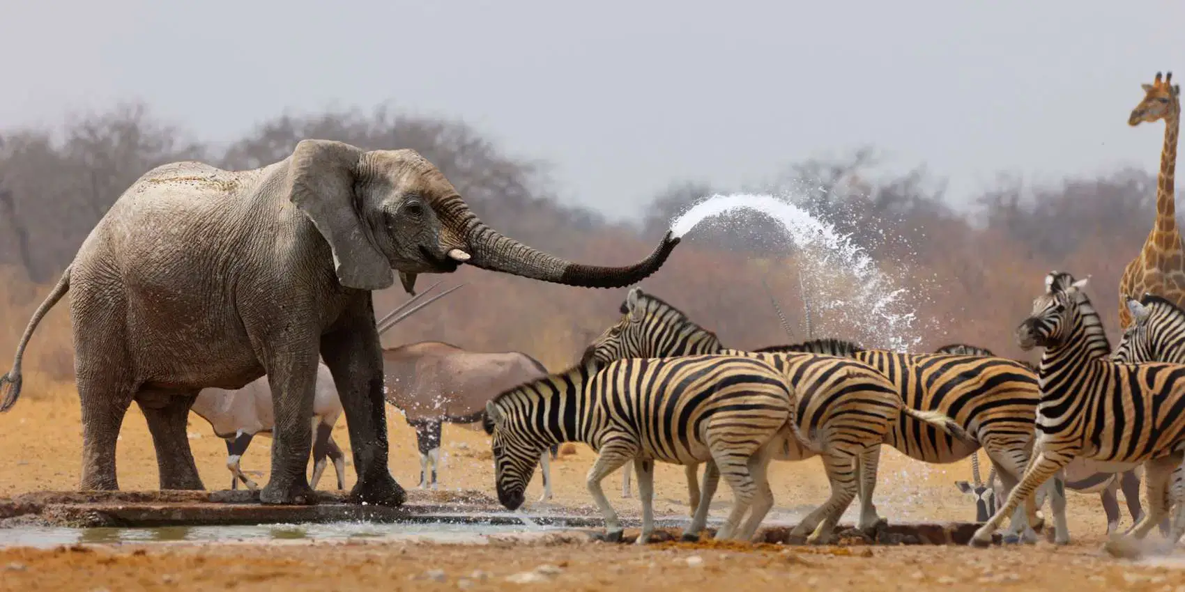 9 Days Experience Tanzania Safari