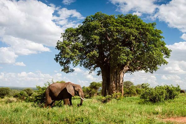 Tarangire National Park