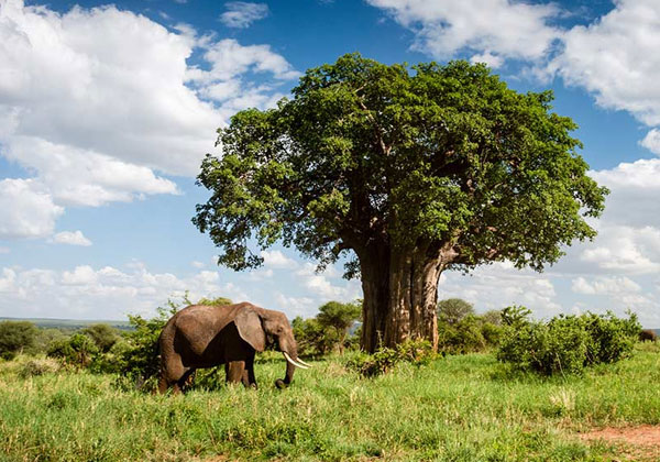 Tarangire National Park