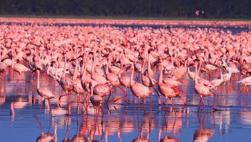 Flamingos at Lake Nakuru National Park