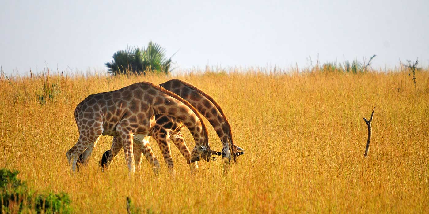 Walking safaris in Rwanda