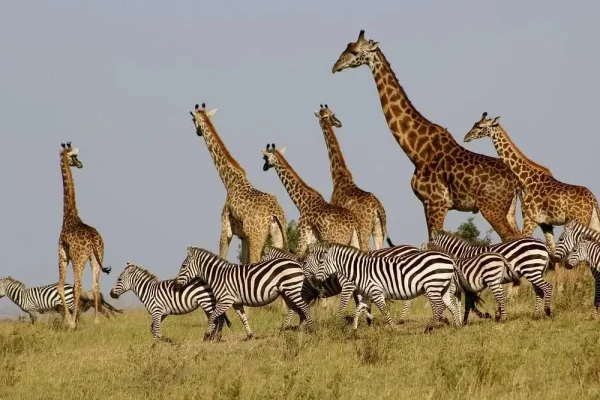 6 Days Masai Mara Lake Nakuru & Amboseli