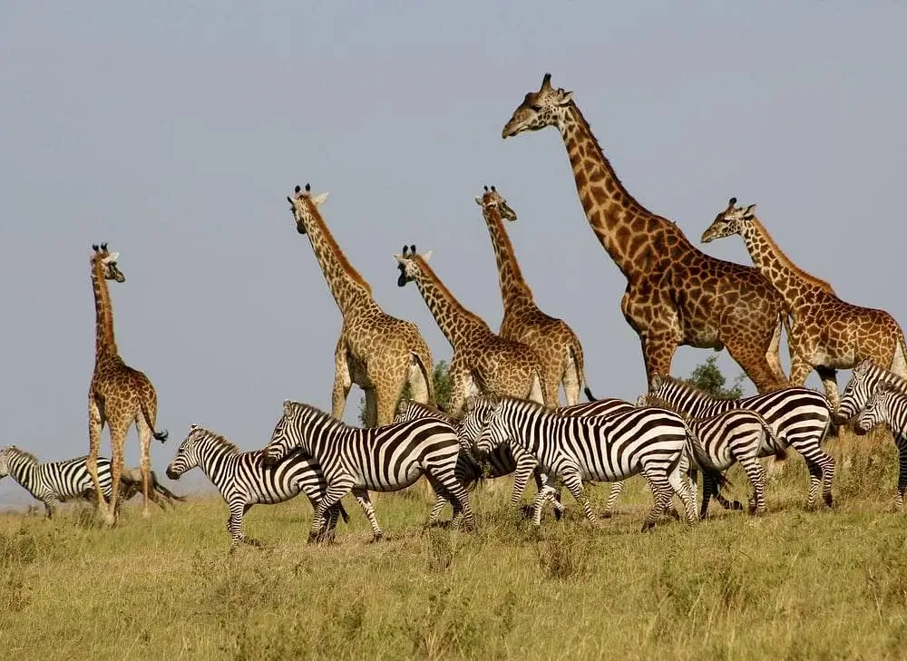 6 Days Masai Mara Lake Nakuru & Amboseli