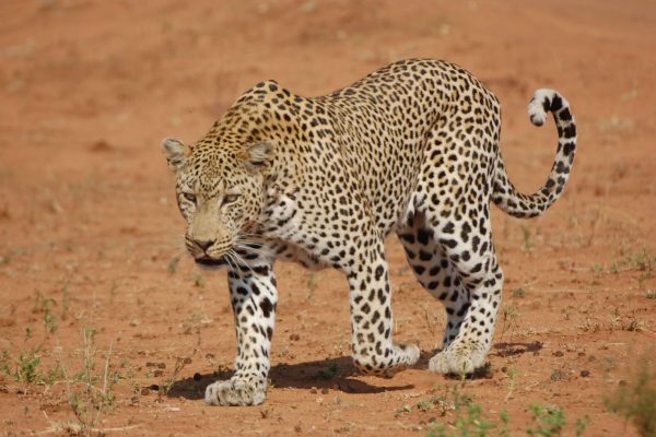 4 Day Kenya Massai Mara Safari