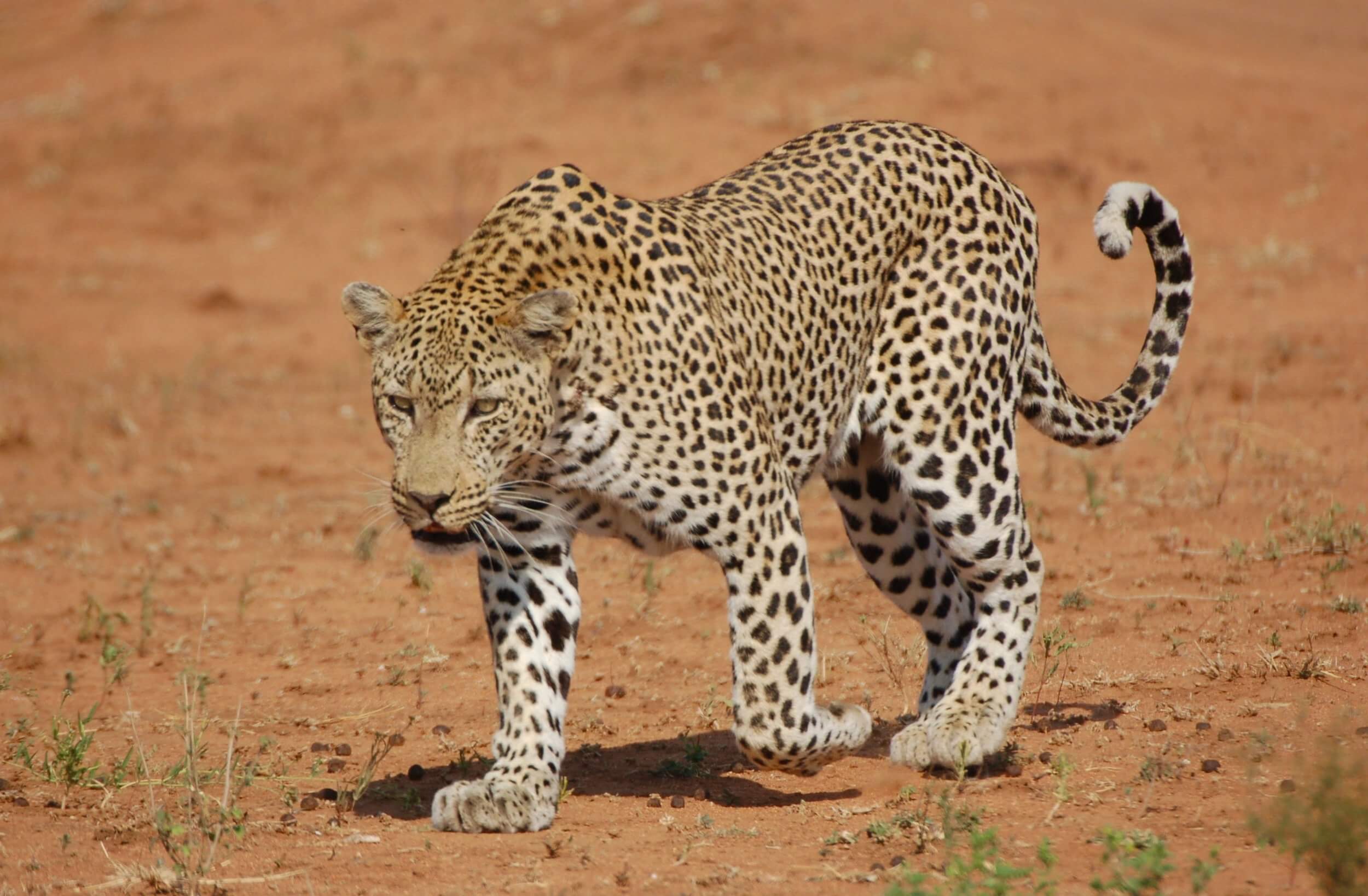 4 Day Kenya Massai Mara Safari