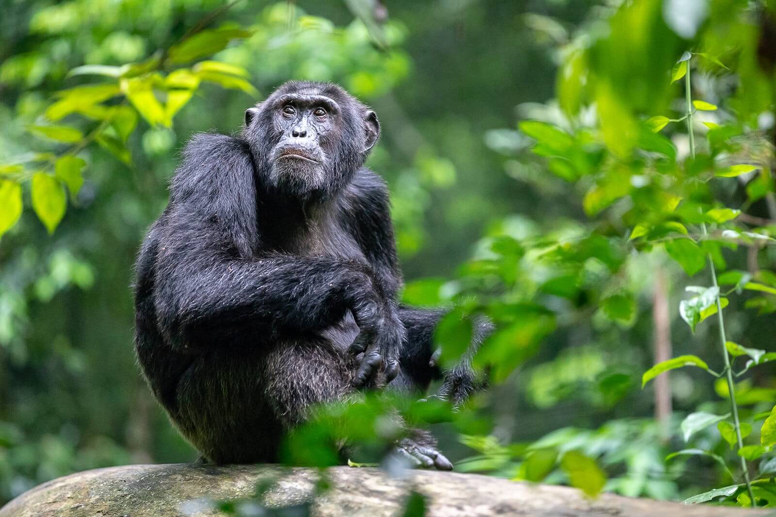 2 Days Nyungwe Chimpanzee Trekking tour