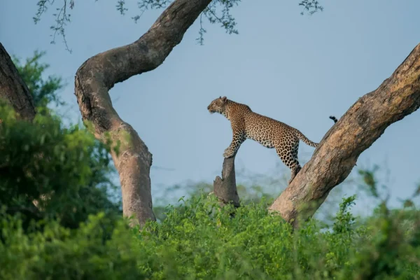 4 Days Birding & Wildlife Safari