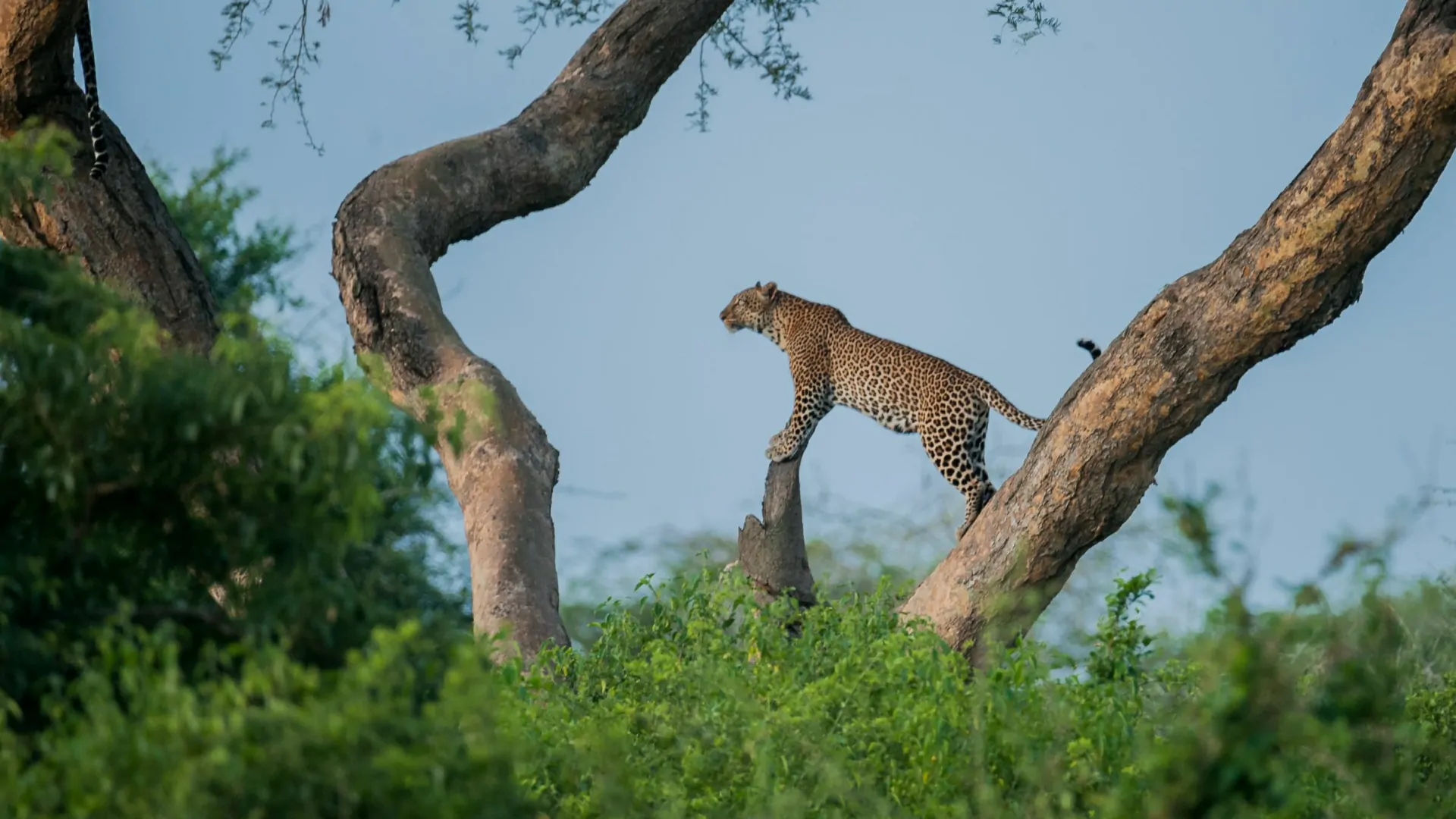 4 Days Birding & Wildlife Safari