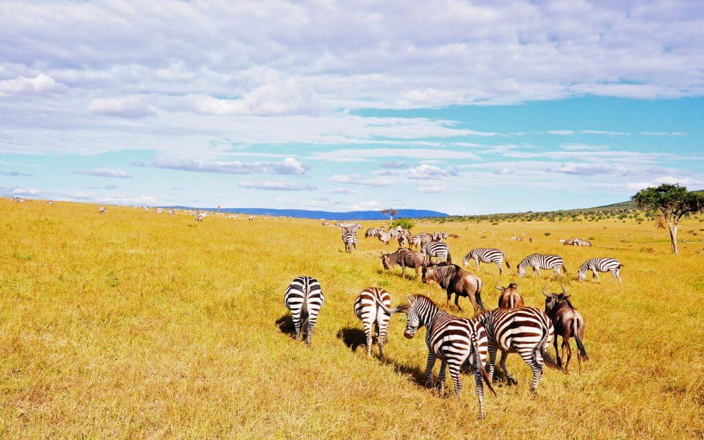 3 Day Kenya Massai Mara Safari