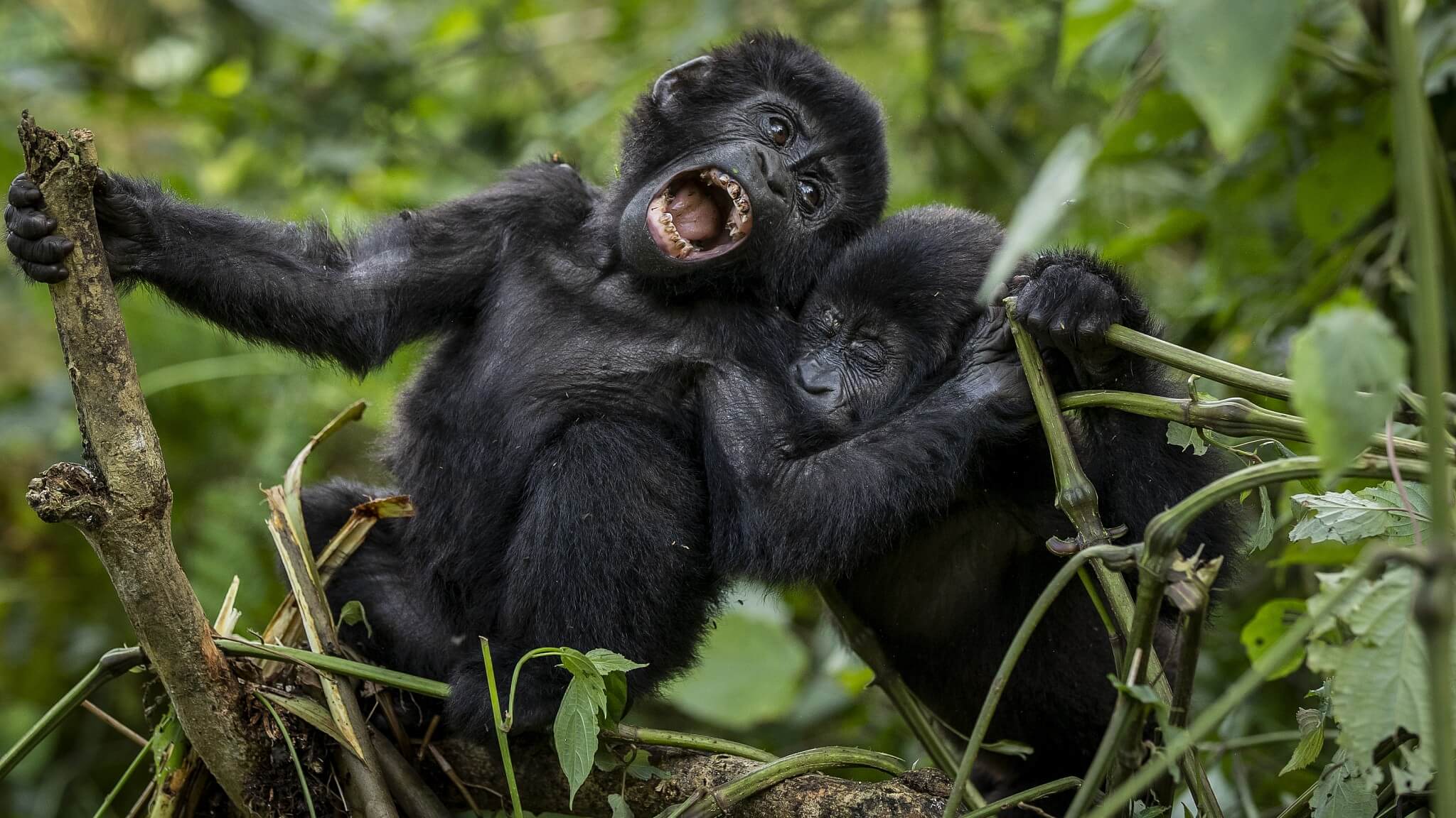Uganda Gorilla Trekking