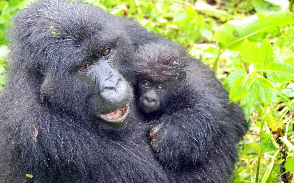 Best Time to Visit Rwanda for Safaris and Trekking