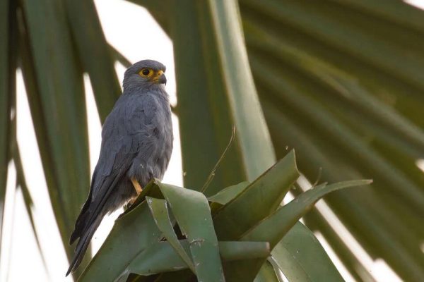 murchison-falls-bird-watching-grey-kestrel-1024x640