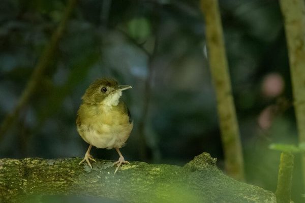 Birding in the Narus Valley