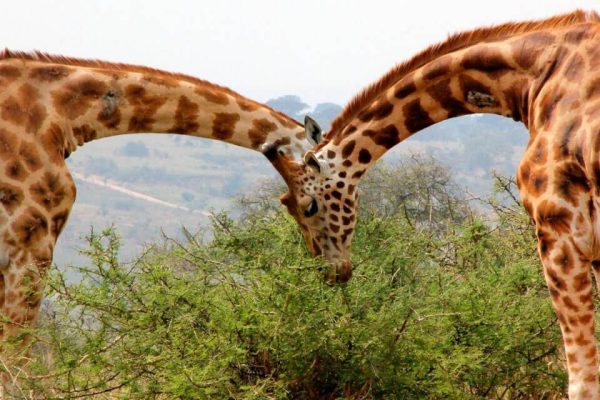 Arusha National Park