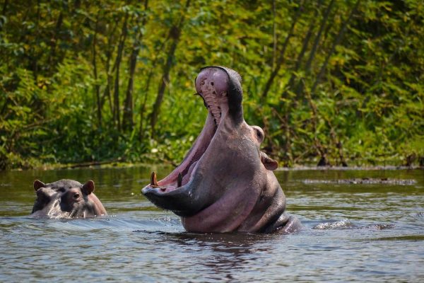 murchison-falls-uganda-boat-views