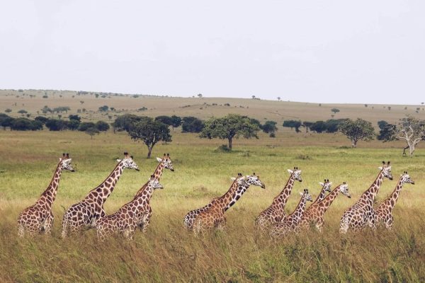 8 Days Wildlife & Primate Safari 8 Days Wildlife & Primate Safari