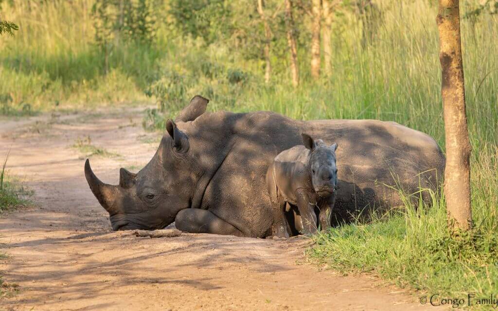 Akagera National Park