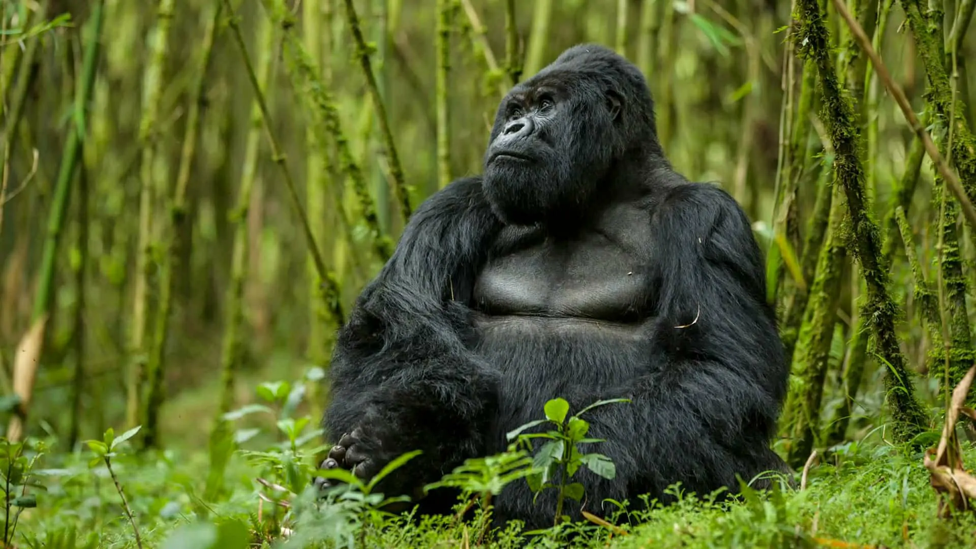 Rwanda Gorilla Luxury Safari