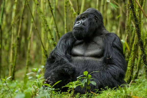 7 Days Trip to Kibale Queen and Mgahinga Trip