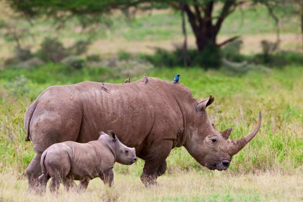 Bwindi gorillas and Akagera wildlife Bwindi gorillas and Akagera wildlife