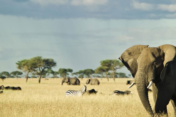8 Days Northern Tanzania Safari 8 Days Northern Tanzania Safari